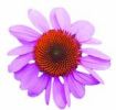 Echinacea Herb Extract